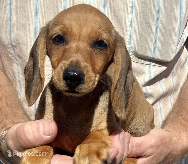 Red Rusty – Miniature Dachshund puppy for sale in Claremore, OK