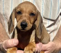 Red Rusty, a male Miniature Dachshund for sale in Claremore, OK – 1 of 1