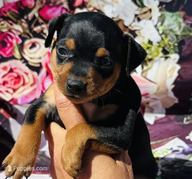 Quincy – Miniature Pinscher puppy for sale in Claremore, OK