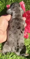Mason-Dapple, a male Miniature Dachshund for sale in Claremore, OK – 2 of 2