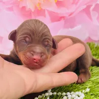 Chocolate VAN, a male Miniature Pinscher for sale in Tulsa, OK – Photo 3 of 3