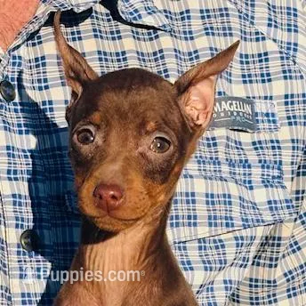 Chocolate VAN, a male Miniature Pinscher for sale in Tulsa, OK – Photo 2 of 3