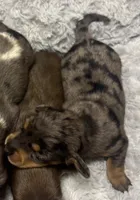 AKC Dapple-FEMALE, a female Miniature Dachshund for sale in Claremore, OK – 4 of 4