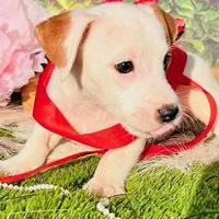 Charlie-Health Tested, a male Jack Russell Terrier for sale in Tulsa, OK – Photo 2 of 4