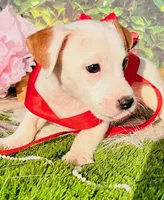 Charlie, a male Jack Russell Terrier for sale in Tulsa, OK – Photo 2 of 4