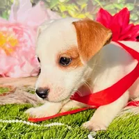 Charlie-Health Tested, a male Jack Russell Terrier for sale in Tulsa, OK – Photo 3 of 4