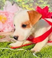 Charlie, a male Jack Russell Terrier for sale in Tulsa, OK – Photo 3 of 4