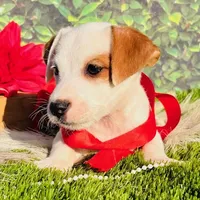 Charlie-Health Tested, a male Jack Russell Terrier for sale in Tulsa, OK – Photo 4 of 4