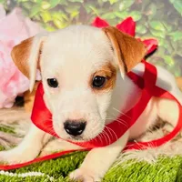 Charlie-Health Tested, a male Jack Russell Terrier for sale in Tulsa, OK – Photo 1 of 4