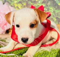 Charlie, a male Jack Russell Terrier for sale in Tulsa, OK – Photo 1 of 4