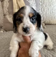 SUGAR-Dapple!!, a female Miniature Dachshund for sale in Tulsa, OK – 3 of 5