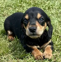 Alvin, a male Miniature Dachshund for sale in Tulsa, OK – 2 of 5