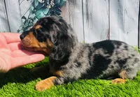 Electra- DAPPLE, a female Miniature Dachshund for sale in Tulsa, OK – 2 of 3