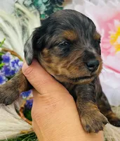 DAPPLE AVERY, a female Miniature Dachshund for sale in Tulsa, OK – 2 of 3