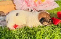 kandy, a female Jack Russell Terrier for sale in Tulsa, OK – Photo 2 of 2