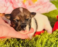 kandy, a female Jack Russell Terrier for sale in Tulsa, OK – Photo 1 of 2