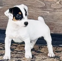 Patch, a male Jack Russell Terrier for sale in Tulsa, OK – Photo 1 of 3