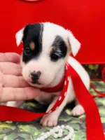 Patch, a male Jack Russell Terrier for sale in Tulsa, OK – Photo 3 of 3