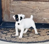 Patch, a male Jack Russell Terrier for sale in Tulsa, OK – Photo 2 of 3