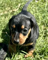 Mikey-Black/tan, a male Miniature Dachshund for sale in Claremore, OK – 2 of 2