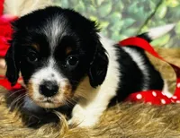 Ashley, a female Miniature Dachshund for sale in Tulsa, OK – 3 of 3