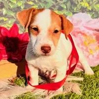 Cutter-Health Tested, a male Jack Russell Terrier for sale in Tulsa, OK – Photo 1 of 3