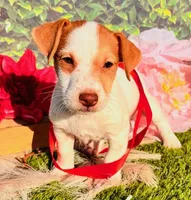 Cutter, a male Jack Russell Terrier for sale in Tulsa, OK – Photo 1 of 3