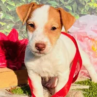 Cutter-Health Tested, a male Jack Russell Terrier for sale in Tulsa, OK – Photo 3 of 3