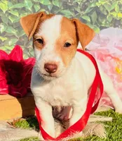 Cutter, a male Jack Russell Terrier for sale in Tulsa, OK – Photo 3 of 3
