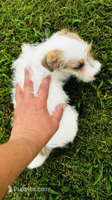 Missy-Video in ad! – Jack Russell Terrier puppy for sale in Tulsa, OK