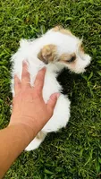 Missy-Video in ad!, a female Jack Russell Terrier for sale in Tulsa, OK – 1 of 2