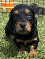 Longhair Armanie, a male Miniature Dachshund for sale in Tulsa, OK – 2 of 5
