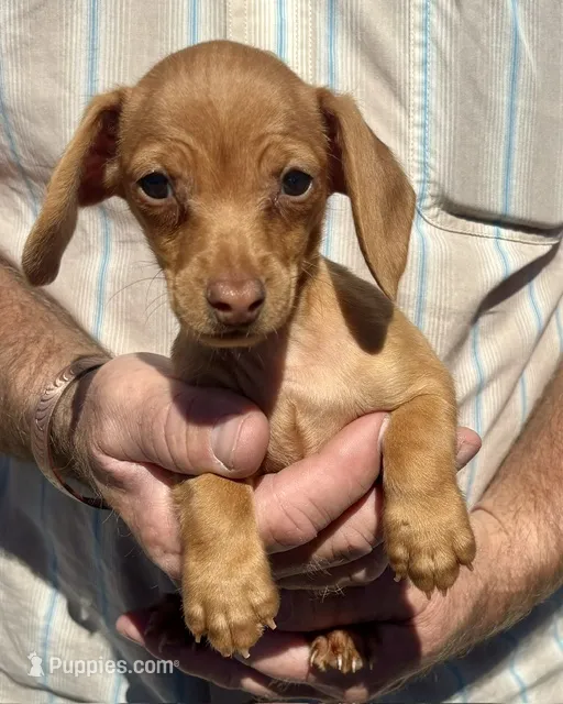 Spunky Ricochet – Miniature Dachshund puppy for sale in Claremore, OK