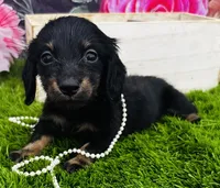 Harley-Longhair, a male Miniature Dachshund for sale in Tulsa, OK – 2 of 2