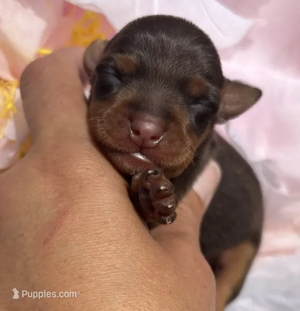 Nicole – Miniature Pinscher puppy for sale in Claremore, OK