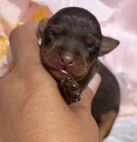 Nicole, a female Miniature Pinscher for sale in Claremore, OK – 1 of 1