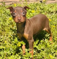 Chocolate- Miller (ears cropped and still lifting), a male Miniature Pinscher for sale in Tulsa, OK – Photo 2 of 2