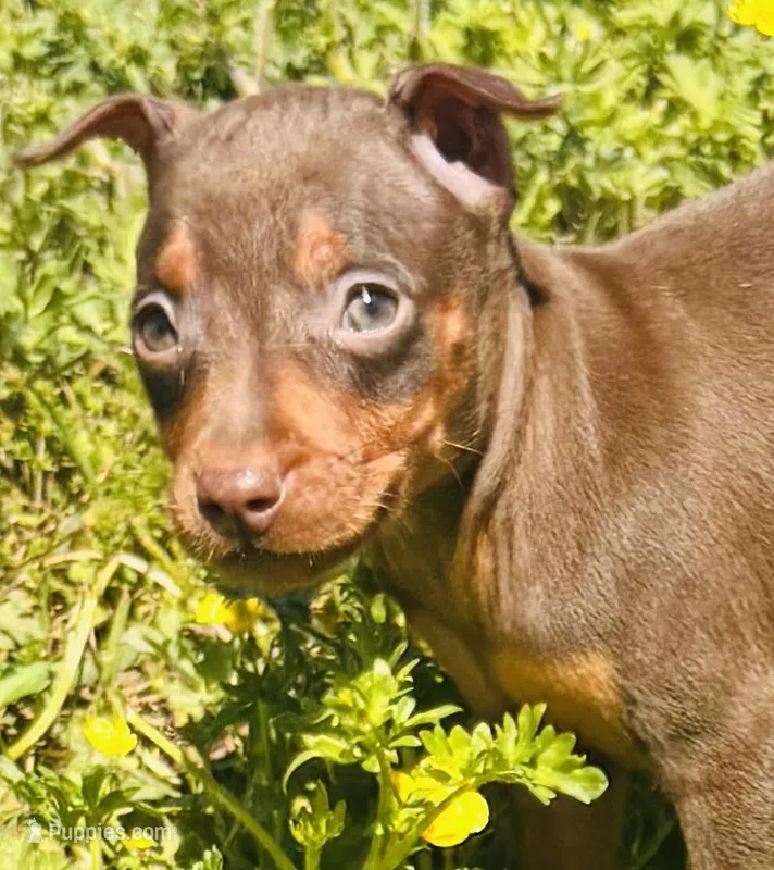 Chocolate- Miller (ears cropped and still lifting) – Miniature Pinscher puppy for sale in Tulsa, OK