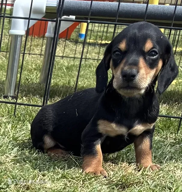 Alvin – Miniature Dachshund puppy for sale in Tulsa, OK