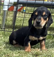 Alvin, a male Miniature Dachshund for sale in Tulsa, OK – 1 of 5
