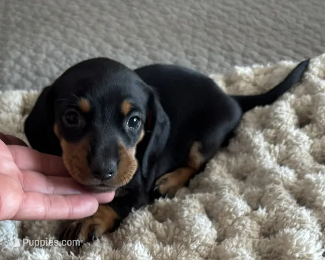 Teddy – Miniature Dachshund puppy for sale in Tulsa, OK
