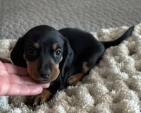 Teddy, a male Miniature Dachshund for sale in Tulsa, OK – 1 of 3