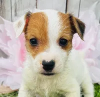 Tatum, a male Jack Russell Terrier for sale in Tulsa, OK – 3 of 4