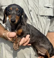 Dapple Andy, a male Miniature Dachshund for sale in Tulsa, OK – 2 of 5