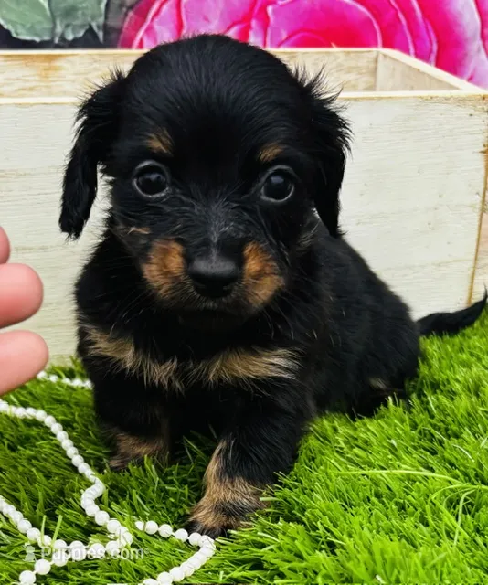 Sarah – Miniature Dachshund puppy for sale in Tulsa, OK