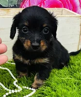 Sarah, a female Miniature Dachshund for sale in Tulsa, OK – 1 of 2