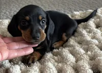 Teddy, a male Miniature Dachshund for sale in Tulsa, OK – 3 of 3