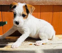 Martha-Health Tested, a female Jack Russell Terrier for sale in Tulsa, OK – 2 of 6