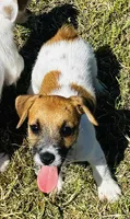Trinity-so happy!!!, a female Jack Russell Terrier for sale in Tulsa, OK – 1 of 1