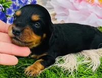 Longhair Armanie, a male Miniature Dachshund for sale in Tulsa, OK – 2 of 2